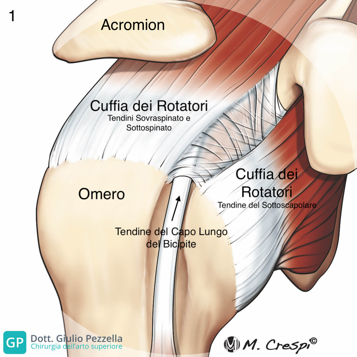 visione schematica di una spalla con i rapporti articolari della CDR con le strutture anatomiche circostanti